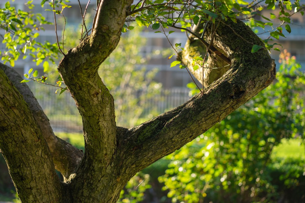 What Is A BS5837 Tree Survey?