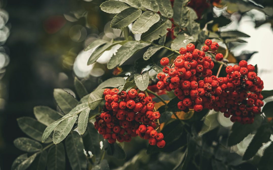 Rowan Tree – Sorbus Aucuparia