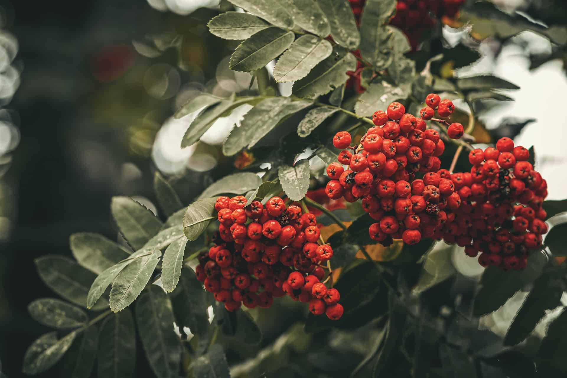 rowan - 3008318