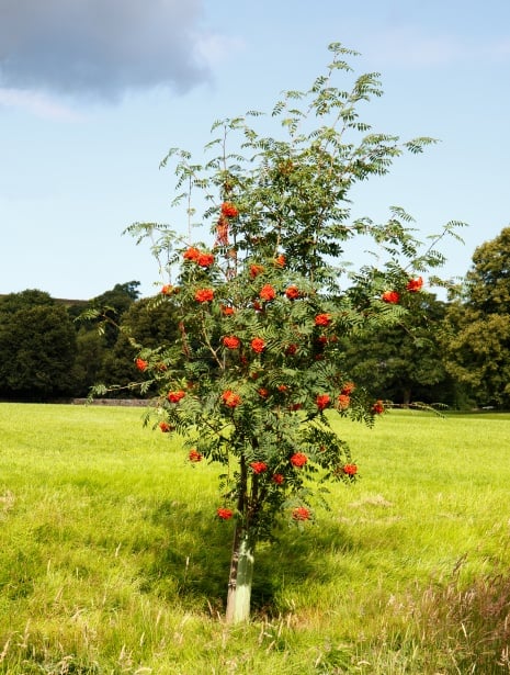 rown-trees-with-red-berries