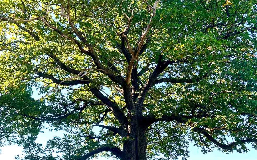 Unveiling the Ecological Benefits of English Oak 