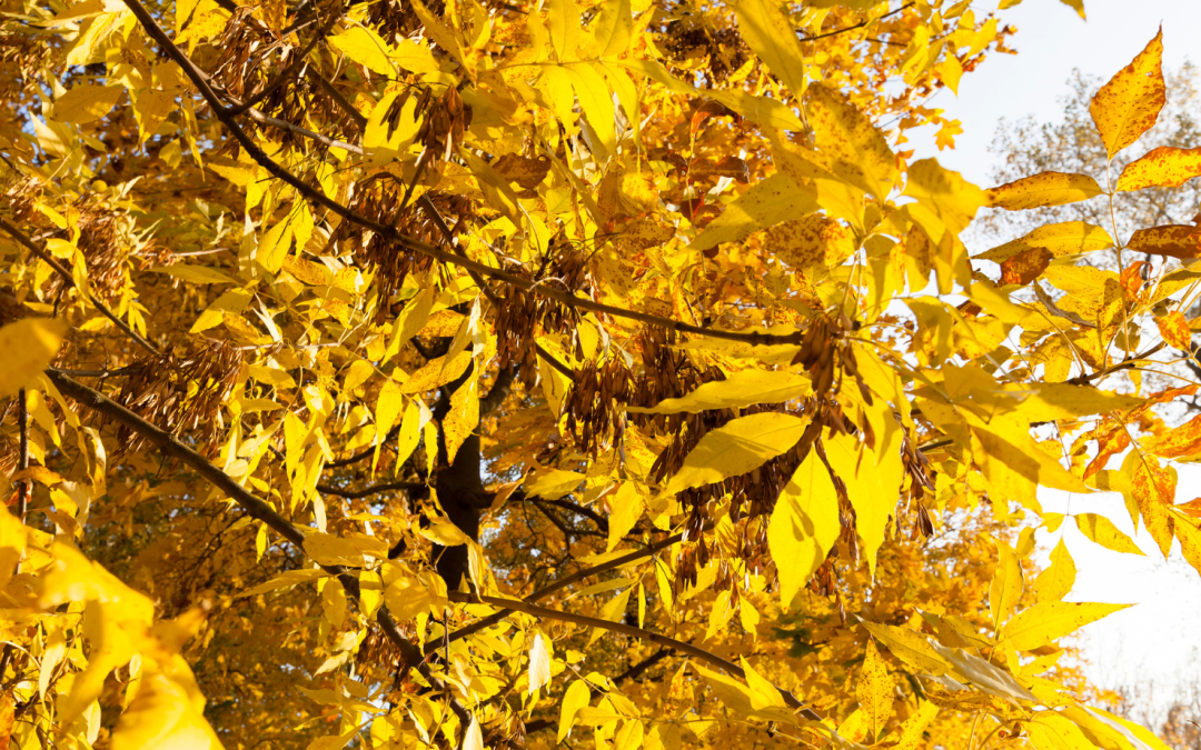 Ash tree without ash dieback