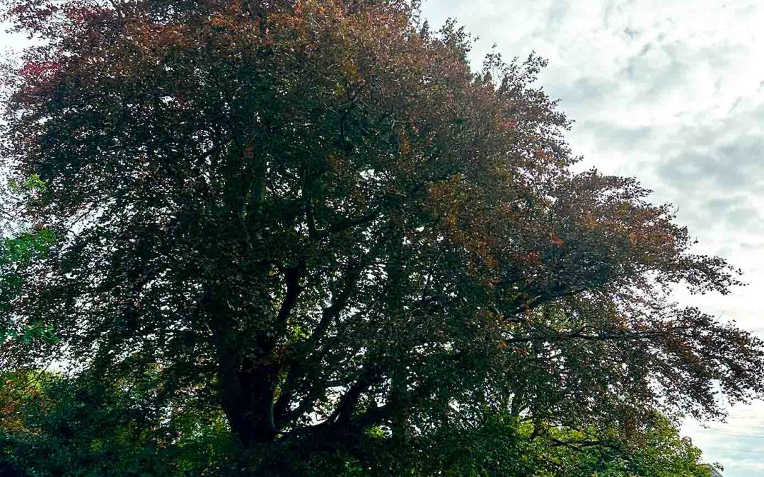 Beech tree in an urban environment