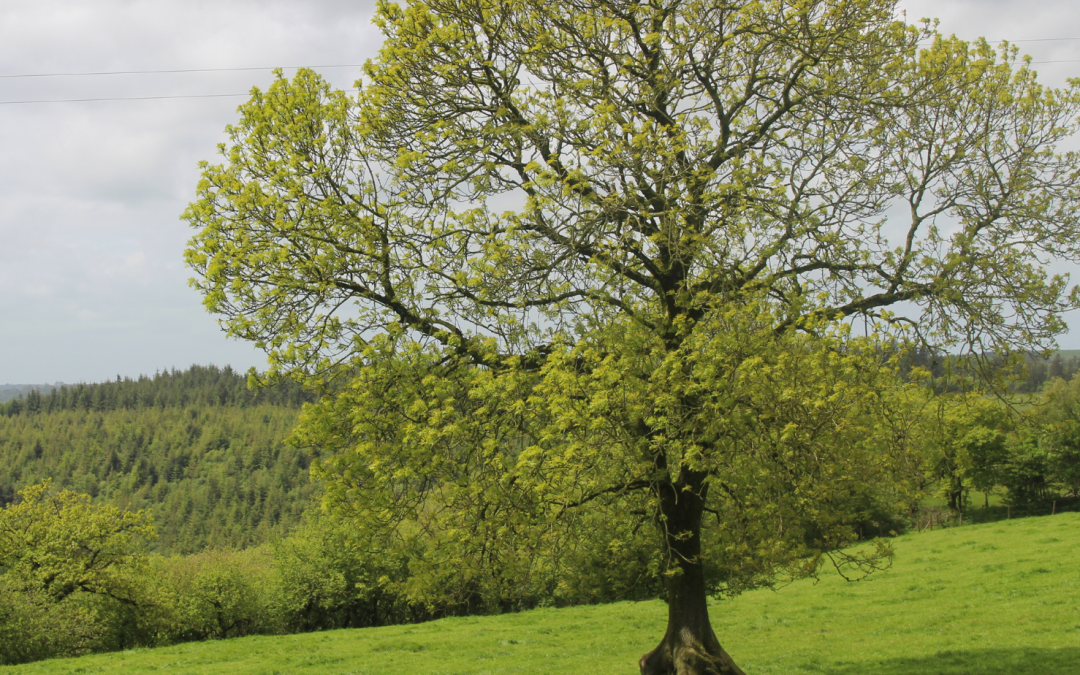 Ash Dieback’s Introduction and Spread in the UK