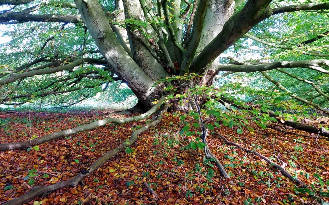 Veteran and Ancient Trees: Connecting us to our past