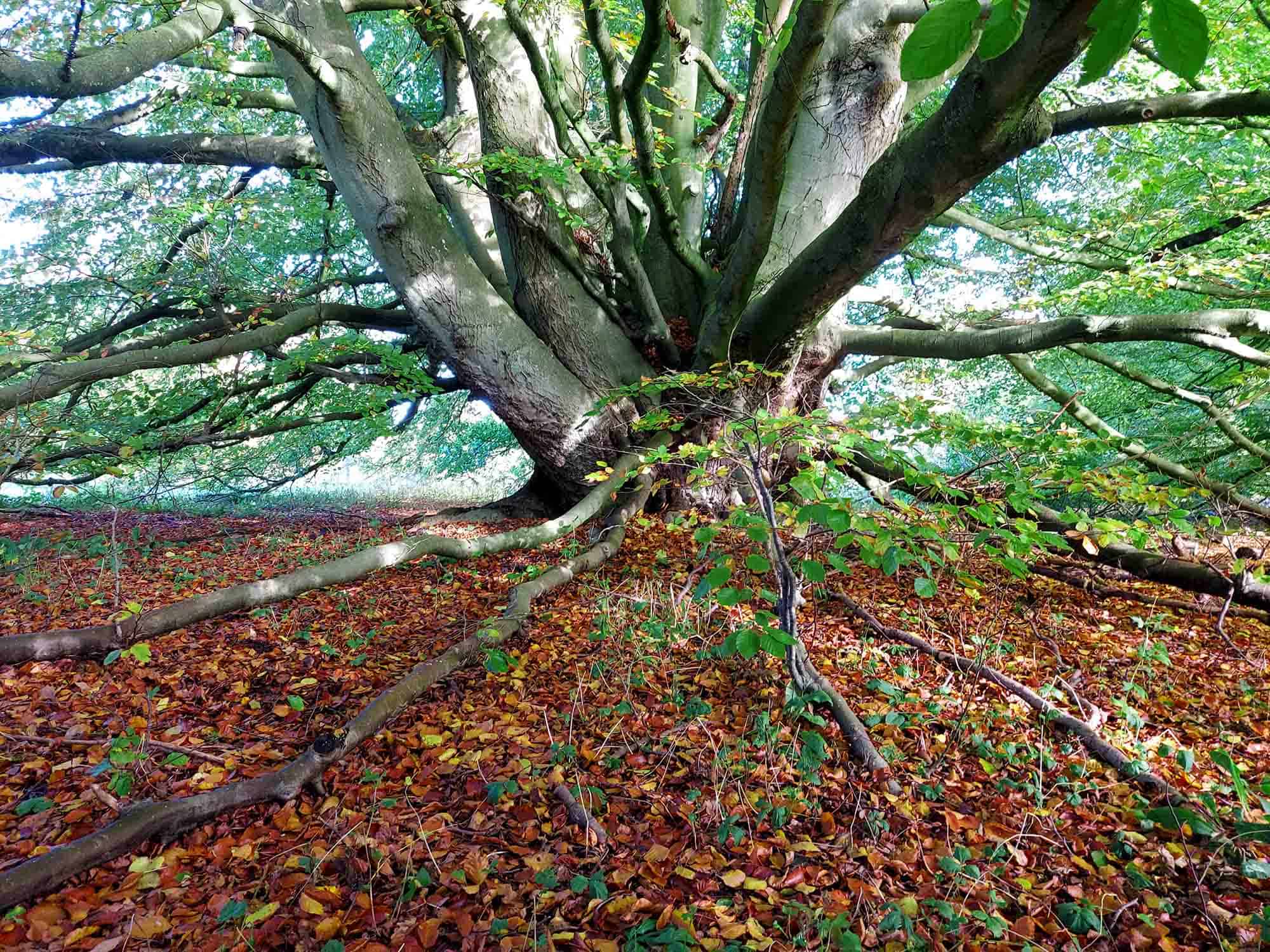 Veteran And Ancient Trees Lally Tree Management veteran-and-ancient-trees-lally-tree-management