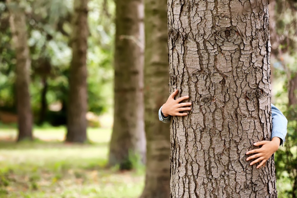 How to Find Out if a Tree is Protected in the UK