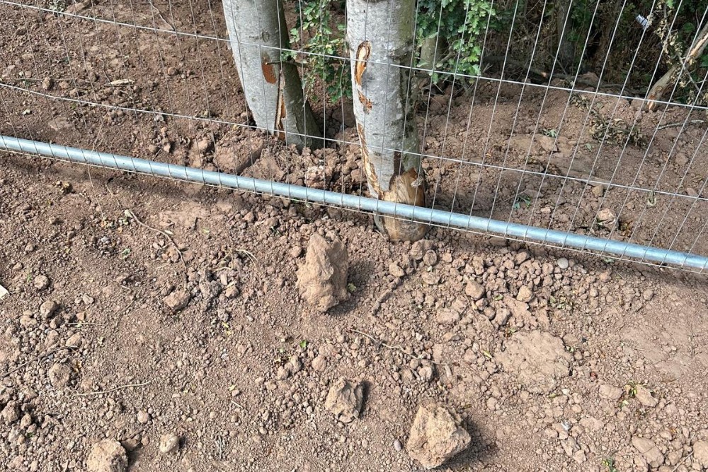 Soil levels around existing trees