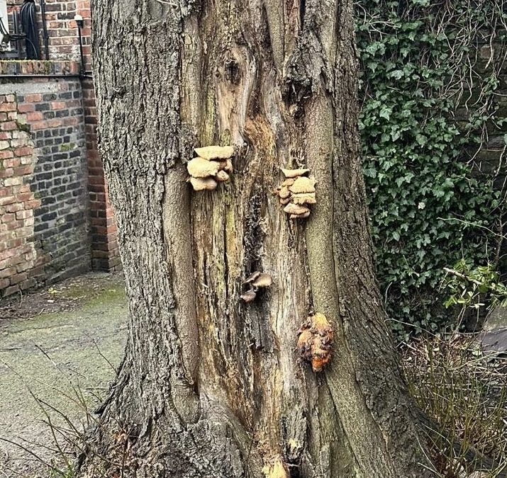 Protecting Our Trees and Habitats: The Vital