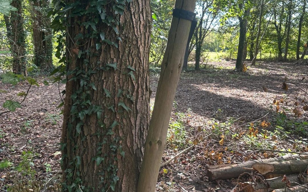 The Importance of Post-Planting Care: Giving Young Trees the Best